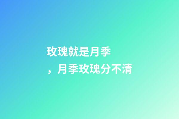 玫瑰就是月季，月季玫瑰分不清